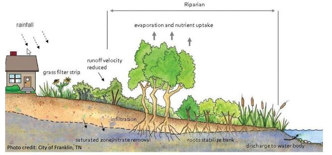 Diagram of a riparian zone